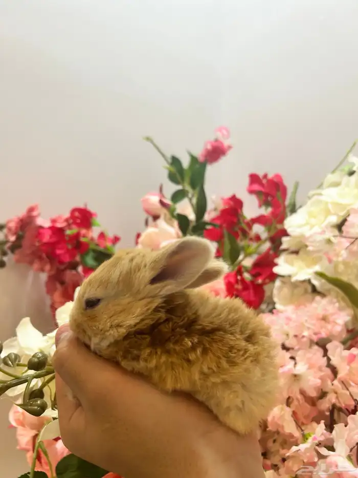 أكيت ارانب نذر لاند الهولندية القزمية 5