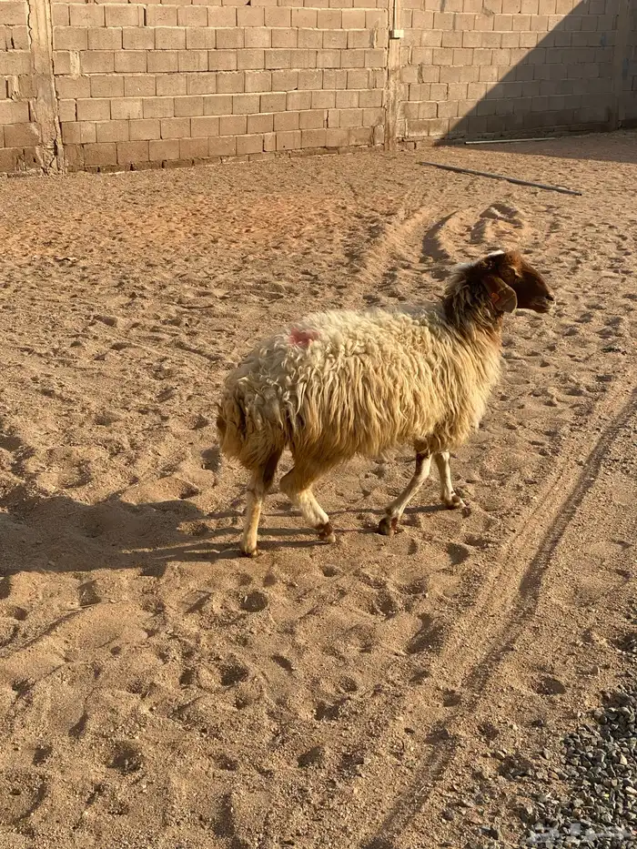 نعيمه دافع 2