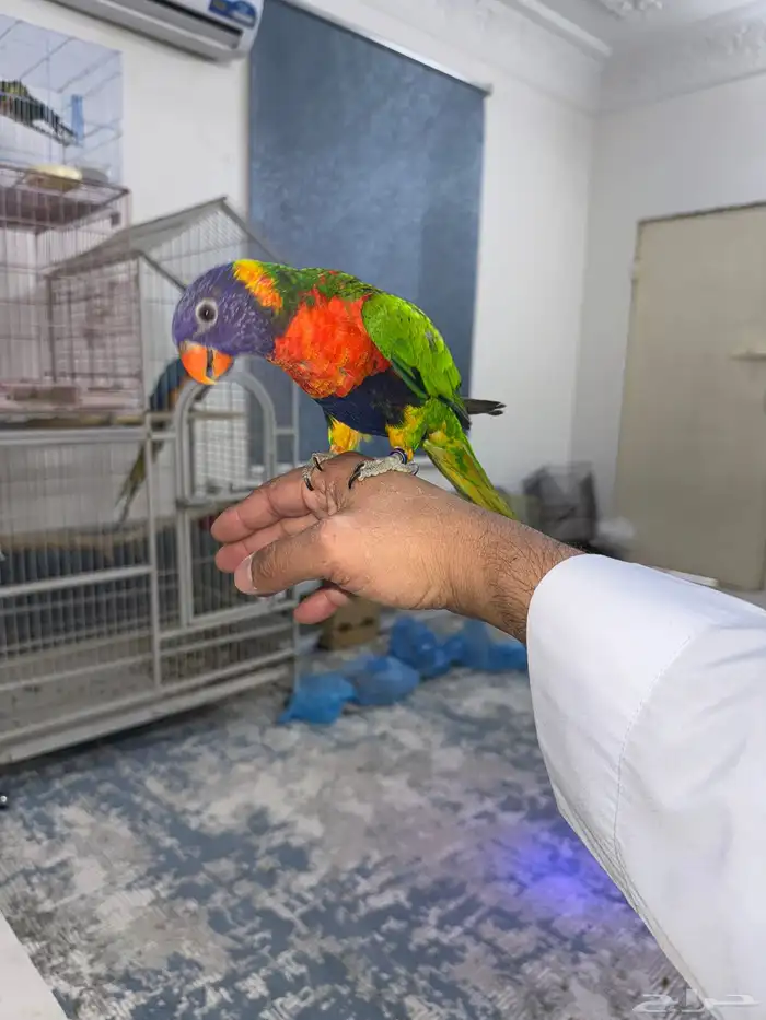 لوري ريمبو . اليف عمره 9شهور 6