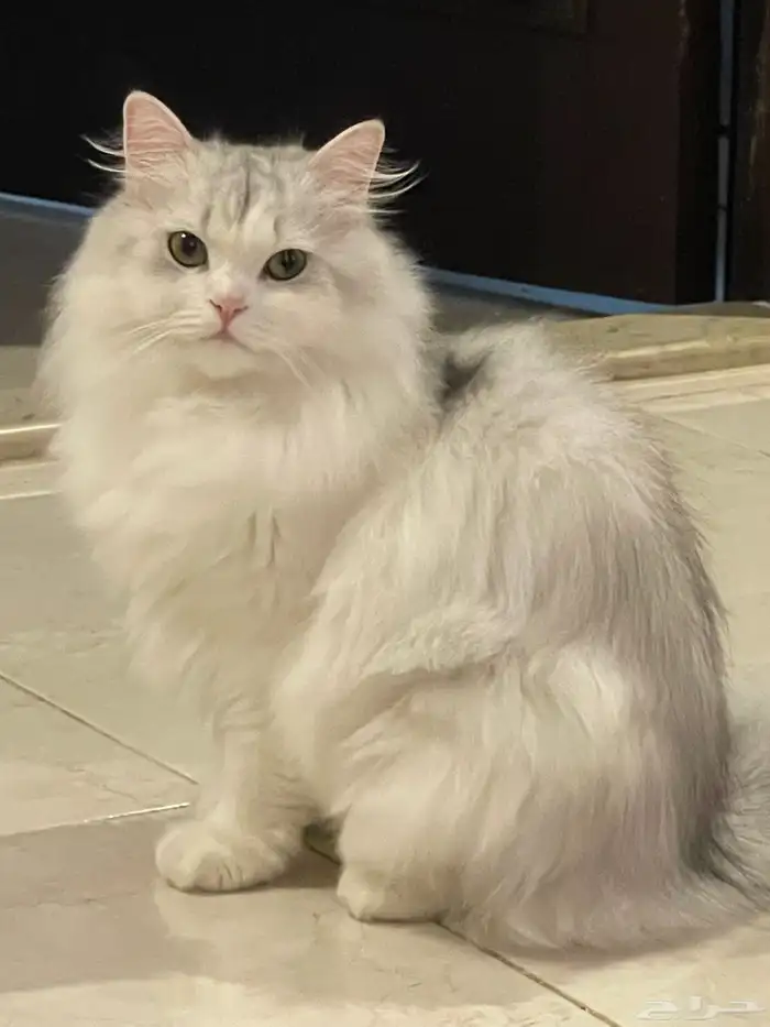 قطتين للتبني اخوان الشرط عدم التفرقه مع بعض مطعمين معقمين 0