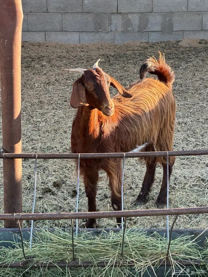 جذعه حايل حميسه 3