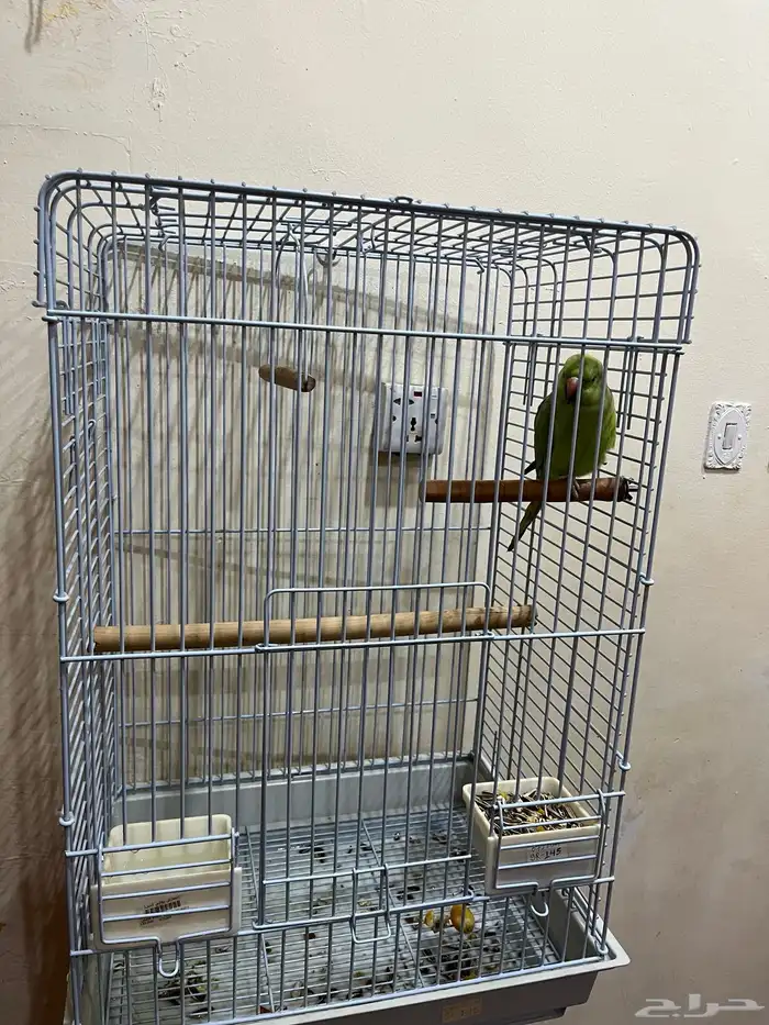 ببغاء درة هندي مع قفص كبير 600 2