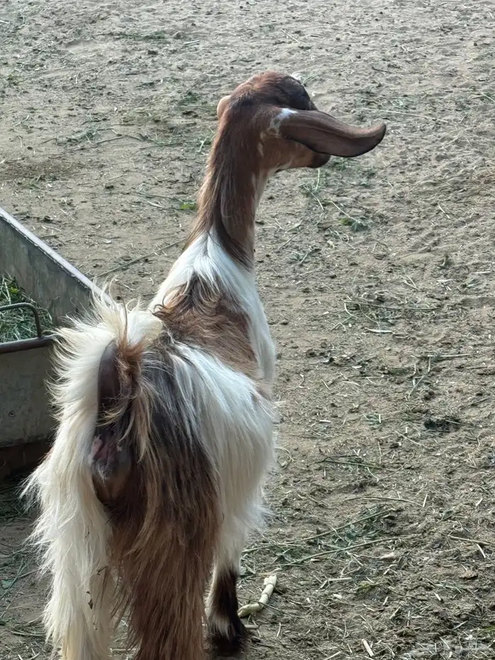 شاه و معزاء 0