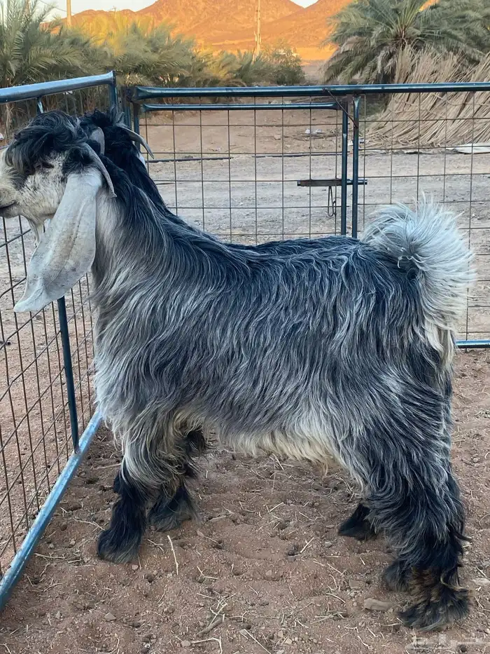 تيس فحل معزا عوارض شهب 8