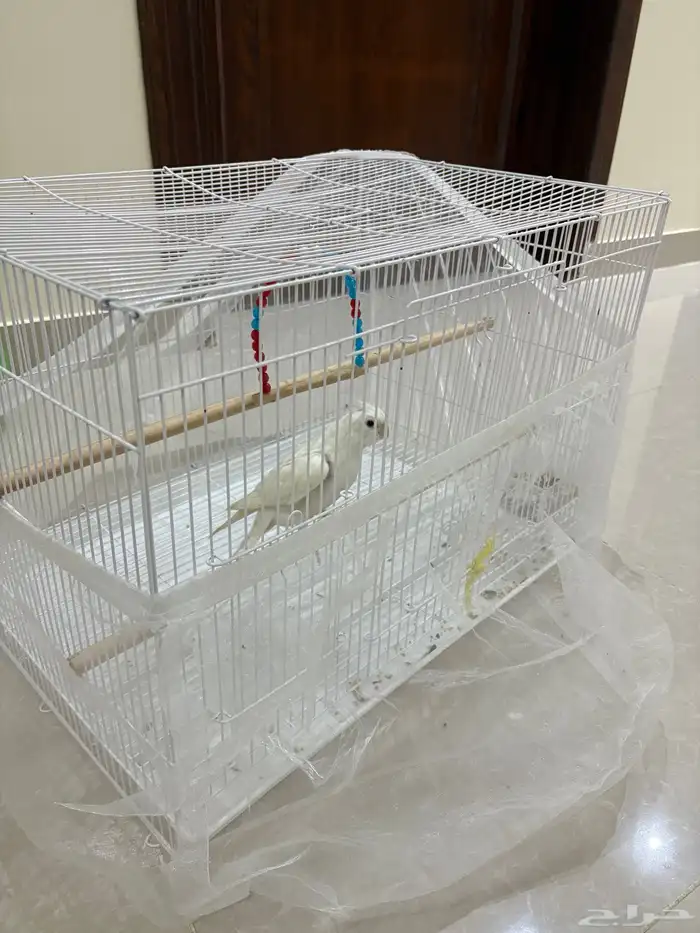 طير كروان البينو 3