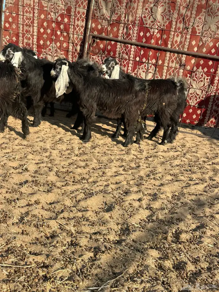 جفرات عوارض 0