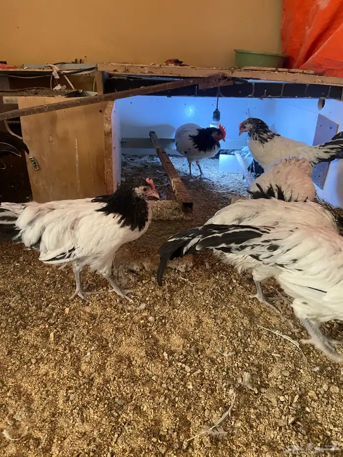 دواجن كلها ديوك زينه لافندر 5