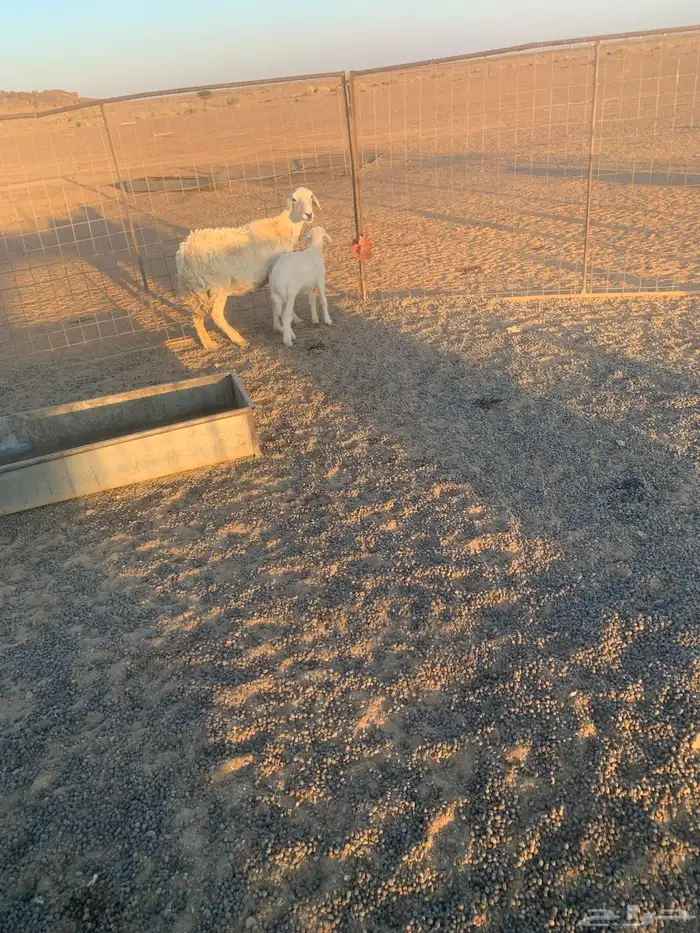 للبيع شياه 3موليد 1