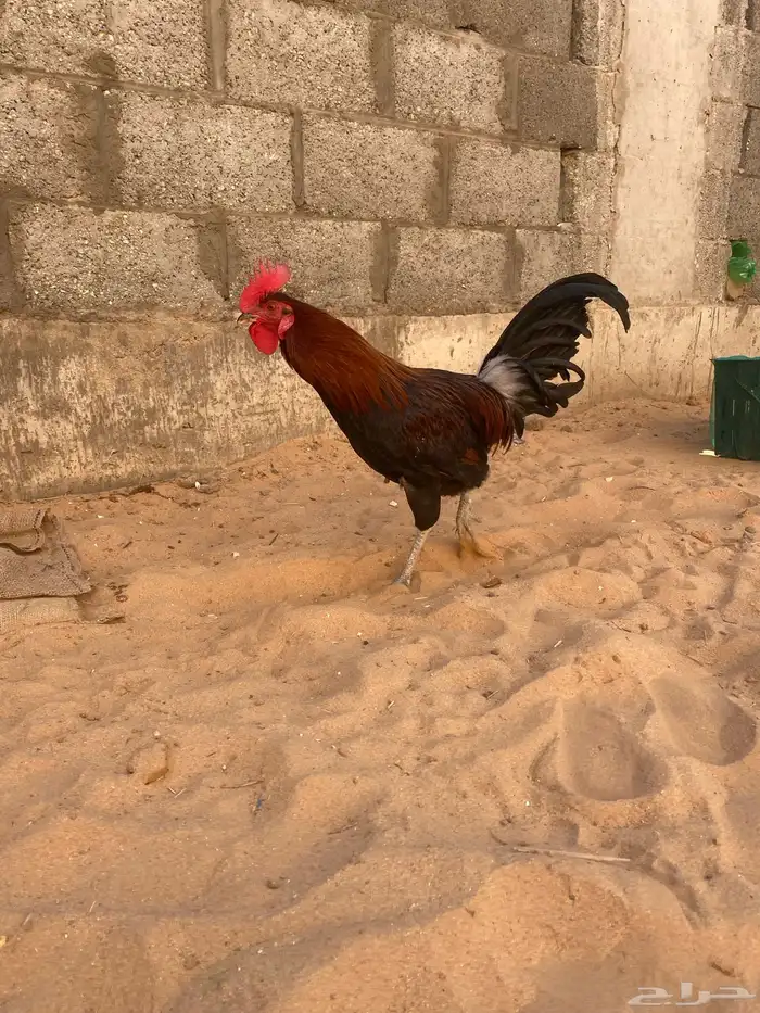 دجاج في واحدة بيضة خمس بيضات 2