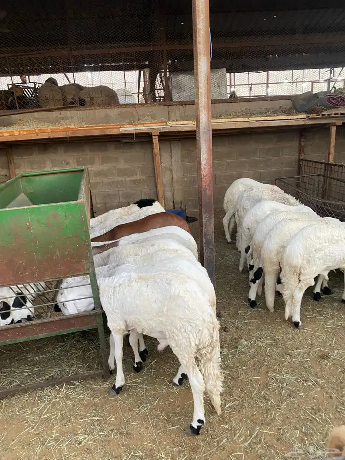 طليان وتيوس ذبايح 2