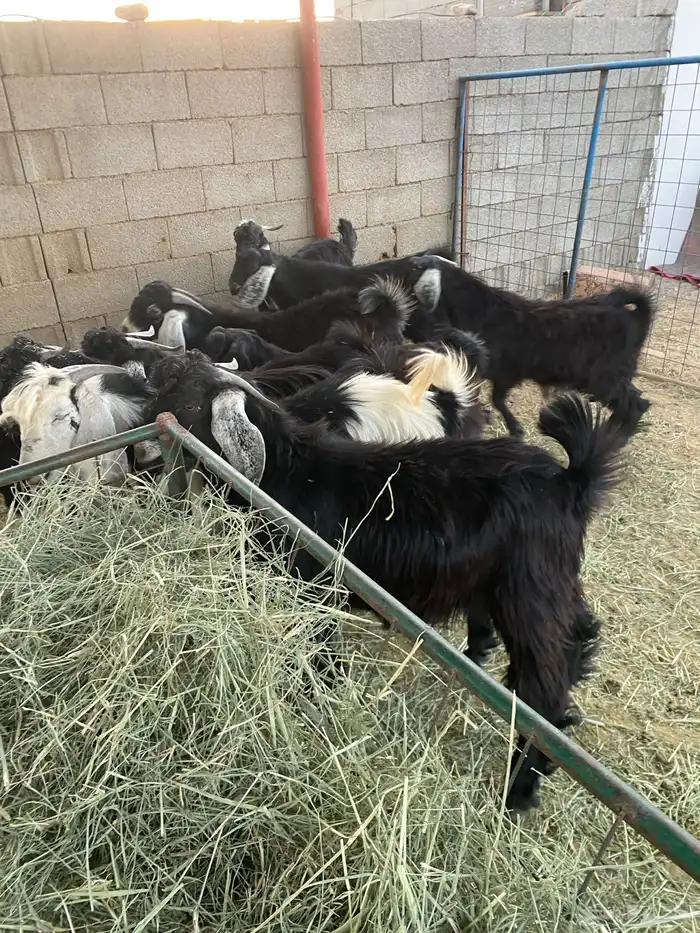 تيوس مخاصي للبيع 0