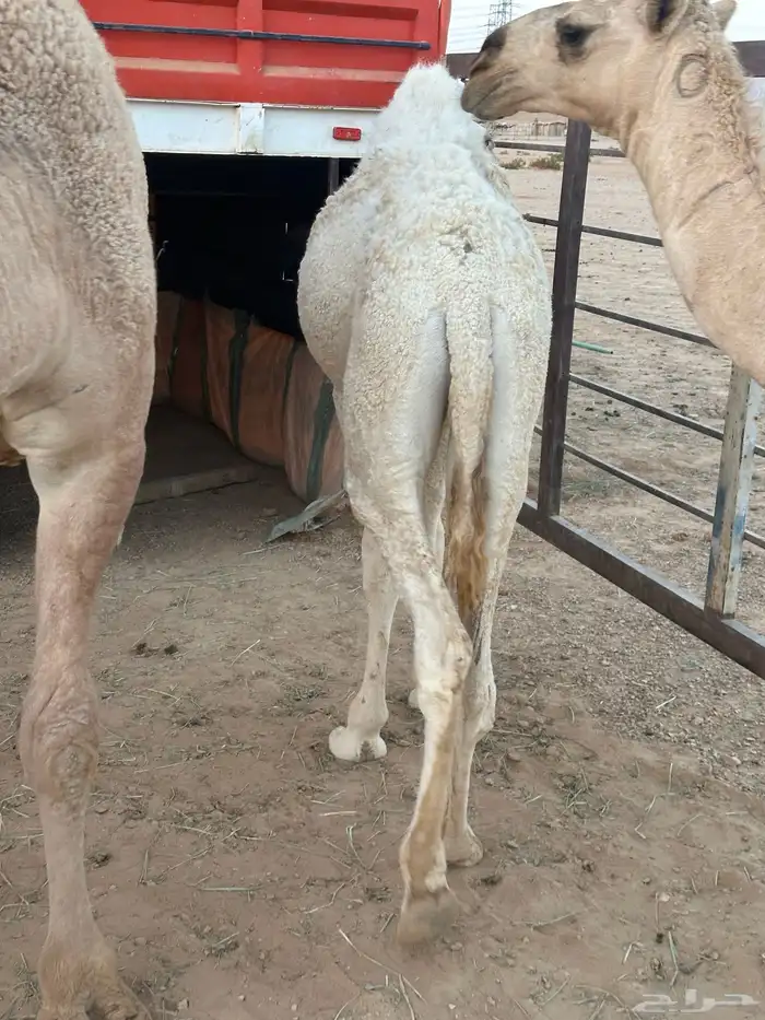 قعود مفرود 1