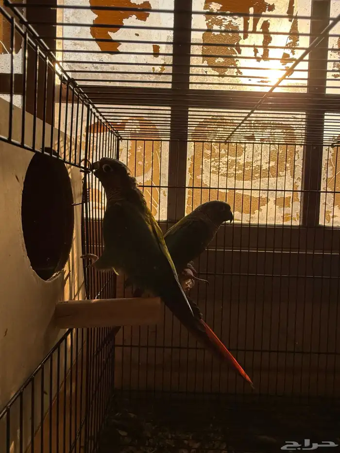 جوز كنيور قرين شيك 3