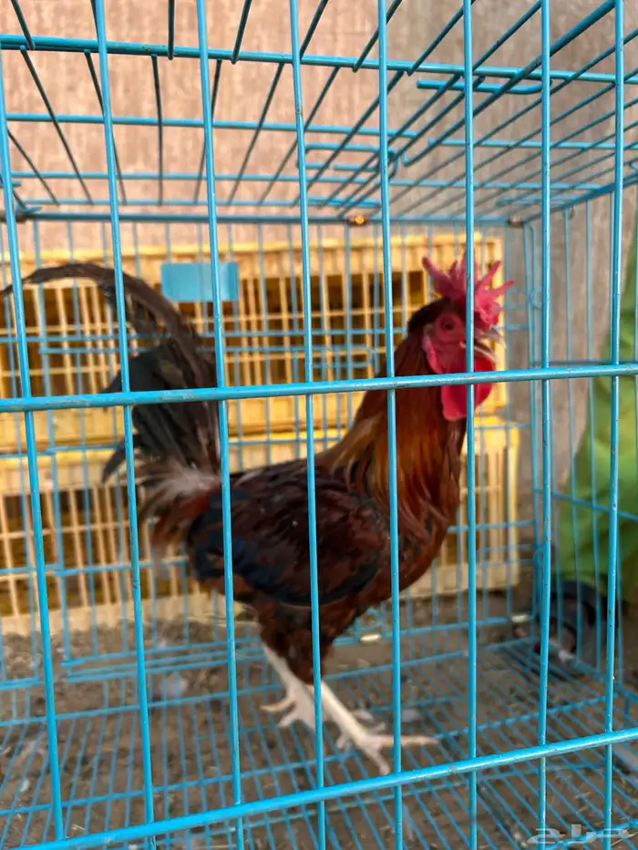 ديوك ترثه فرقى مستوى تب 22