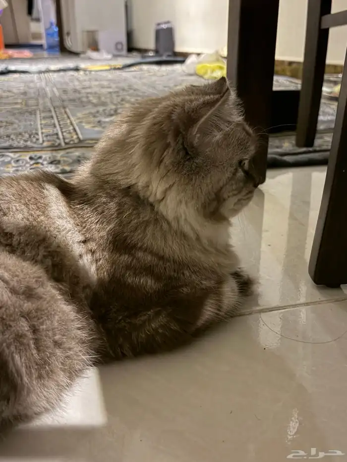 قطط للتبني 9