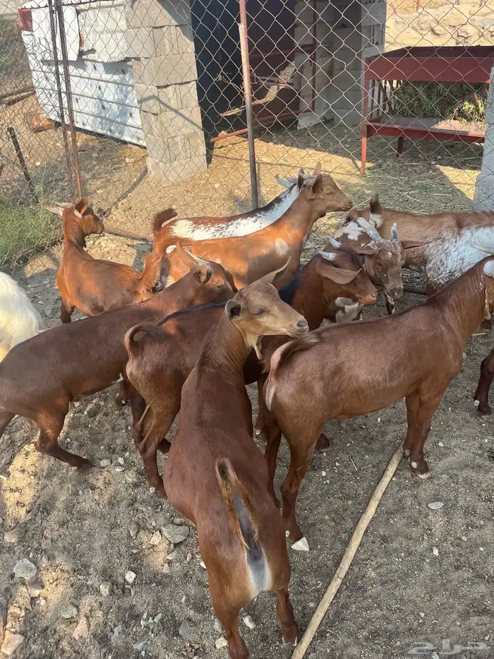 تيوس العدد 14 الحد من. 1100 10