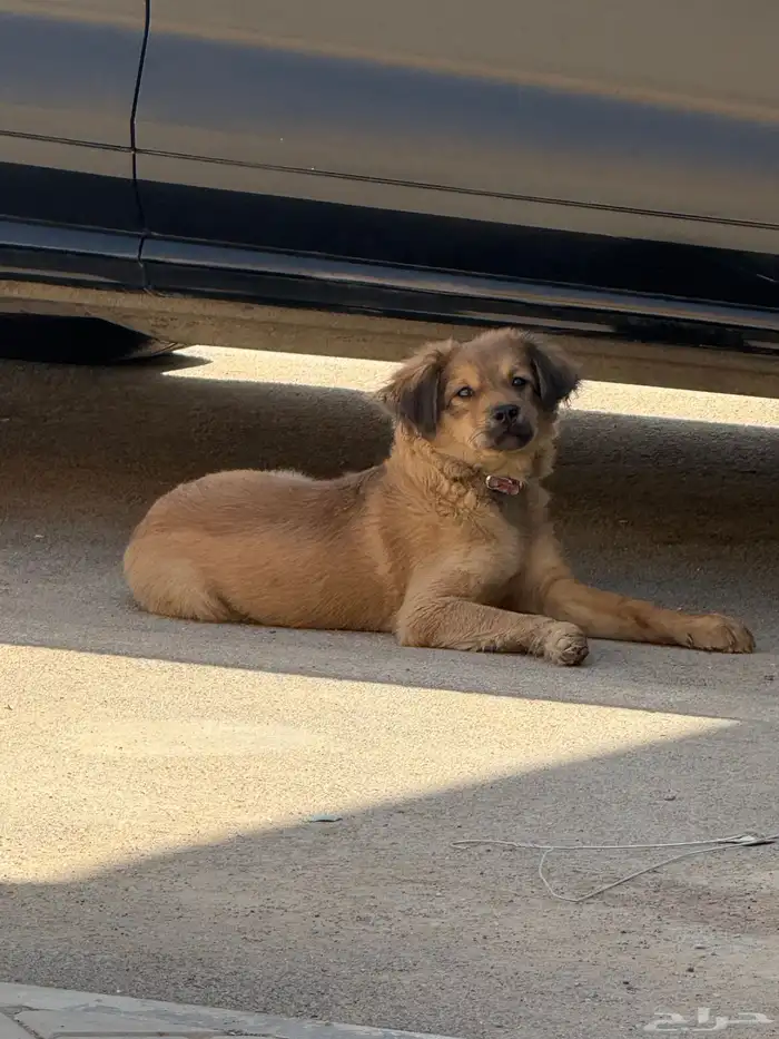 كلب ابن كلب احد ياخذه 0