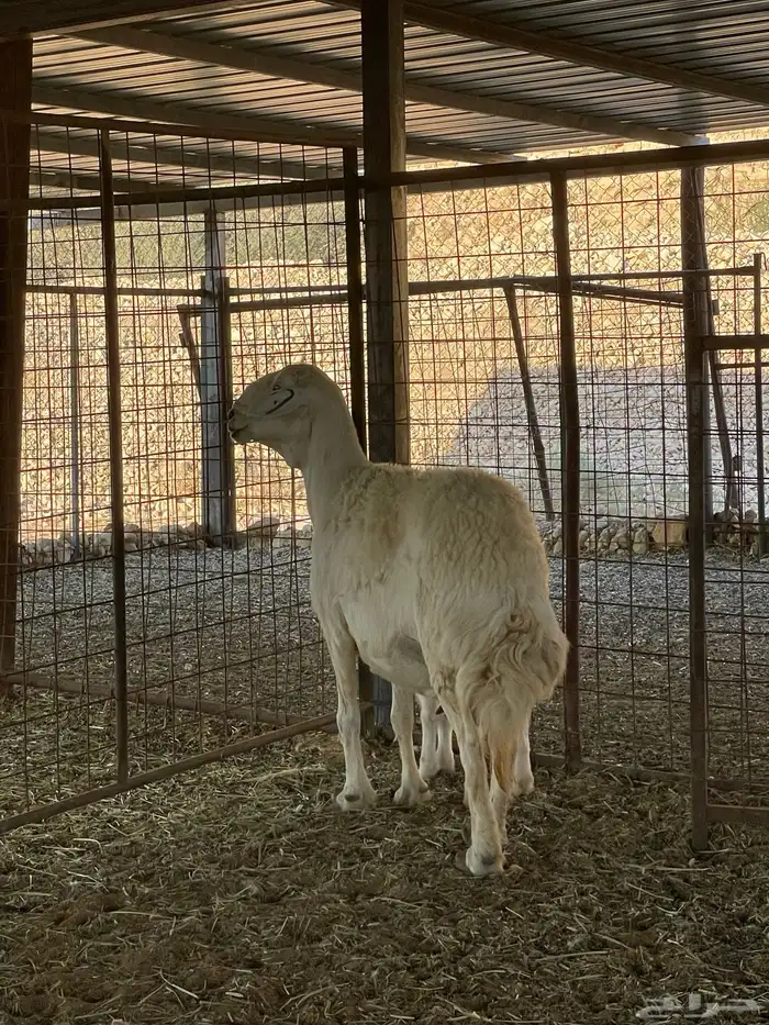 حرية متبع طيبة وحرية رباع دافع 4 شهور 0