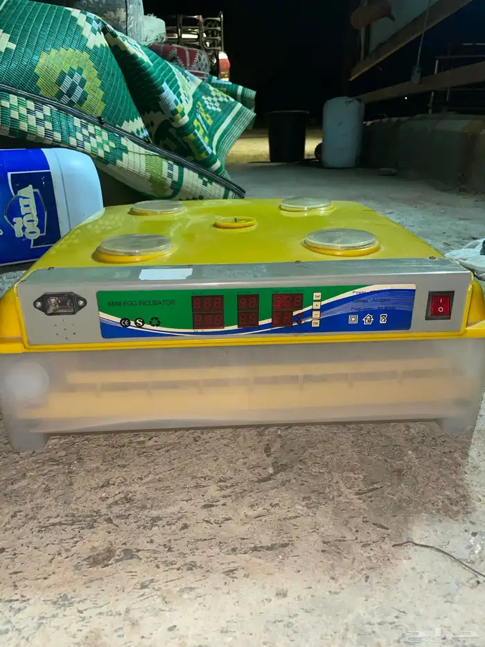 فقاسه عون المربي 98 بيضة 2