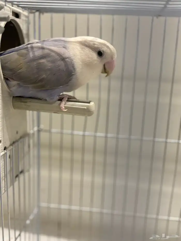 انثى روز تحتها 5 بيضات 1