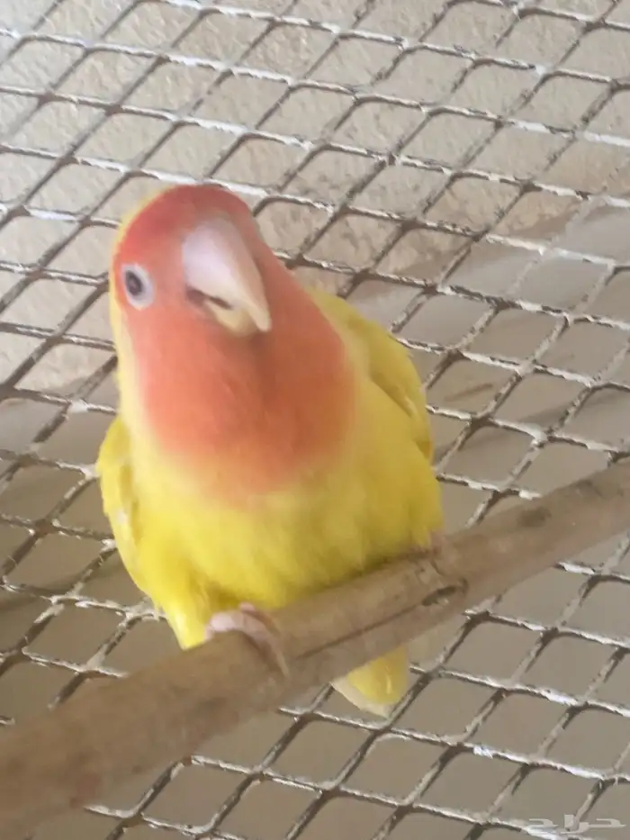 طير روز للبيع انثى 2