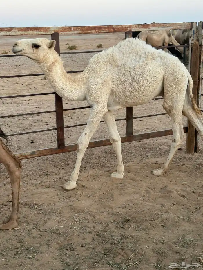 قعود مفرود 4