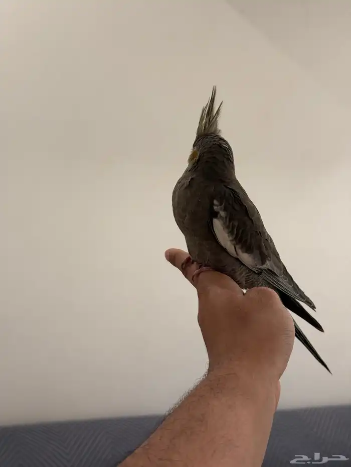 فروخ كروان بداية فطام اليفين جدا 18