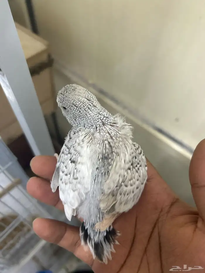 فروخ بادجي انجليزي للغر 0