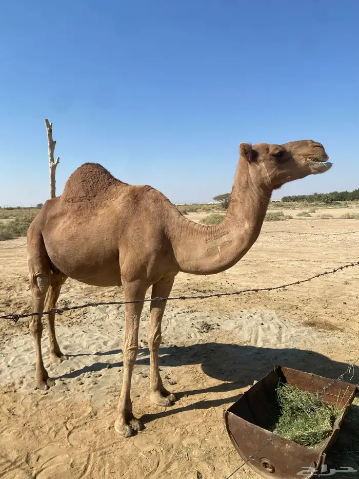 خلفه حمراء ساحليه 0