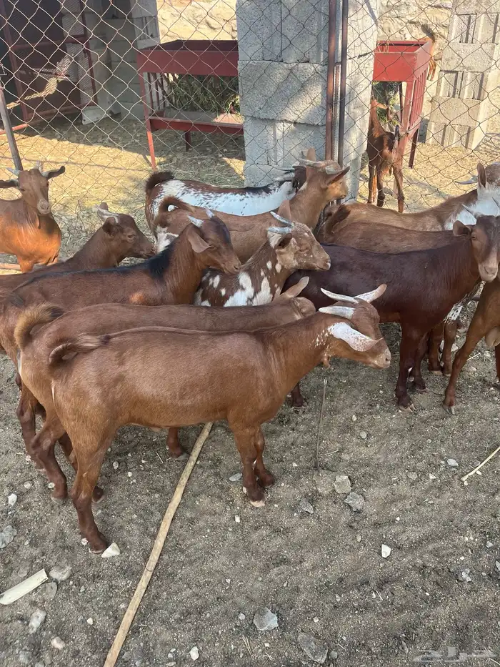 تيوس العدد 14 الحد من. 1100 11