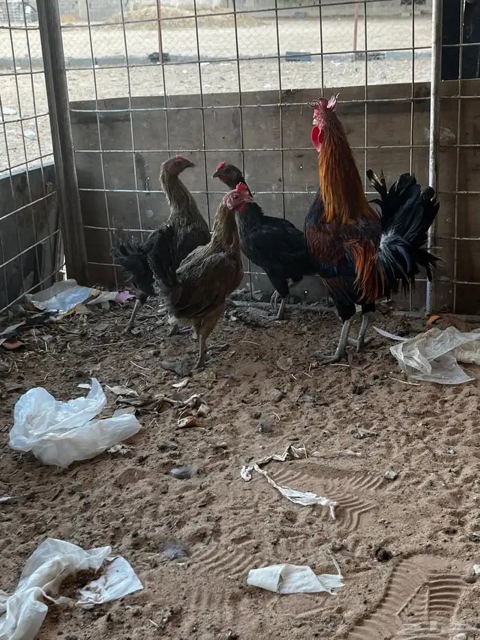 طقم دجاج عربي احمر 4