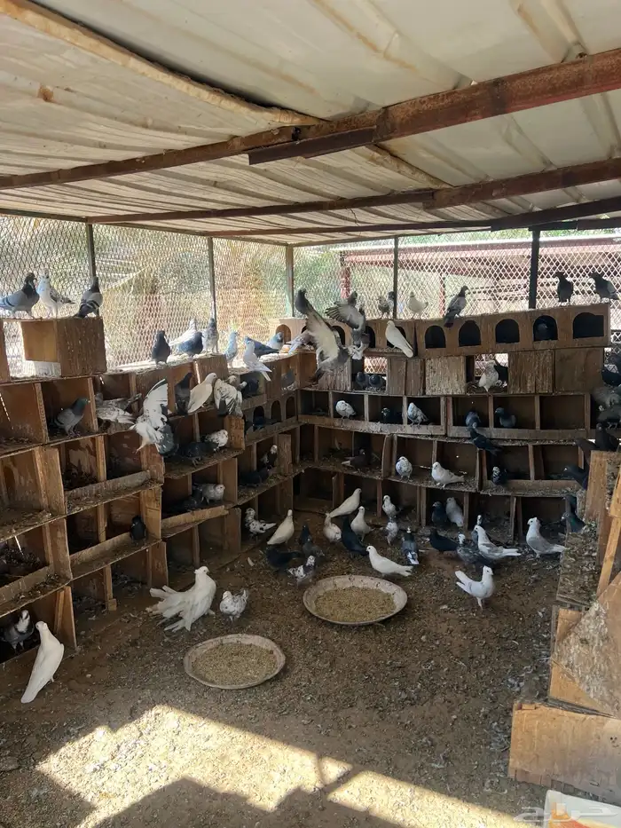 عشة حمام مشكل الخرج العفجه 0