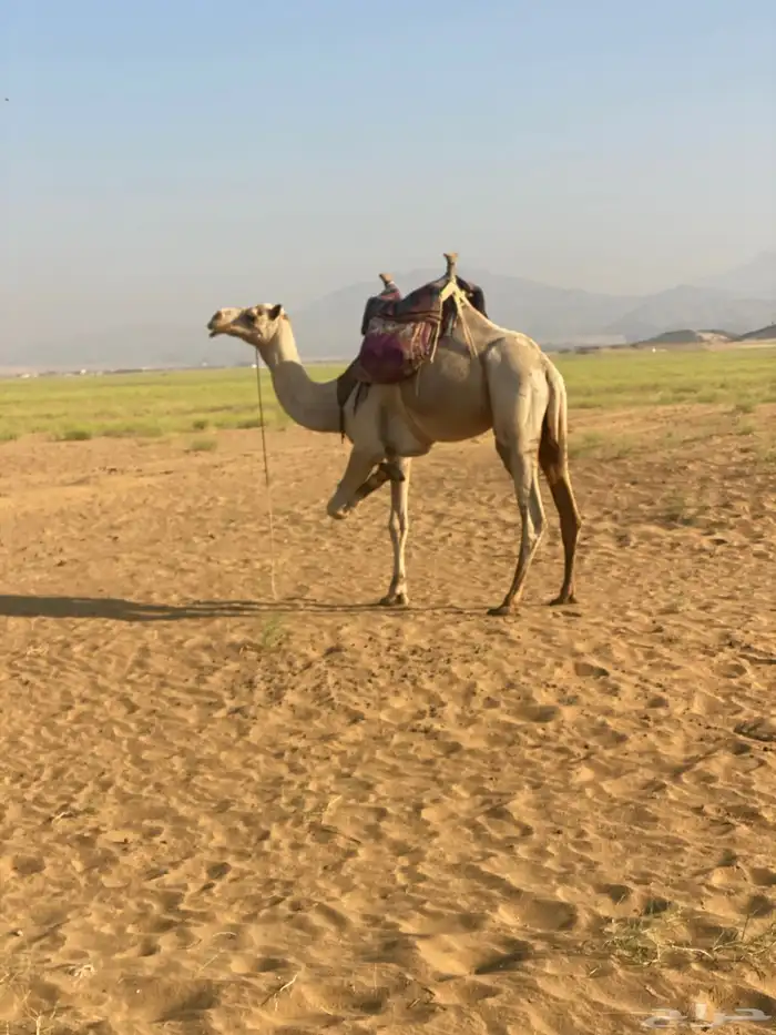 بعير سوداني ماشالله تبارك الله طايع على الشرط 1