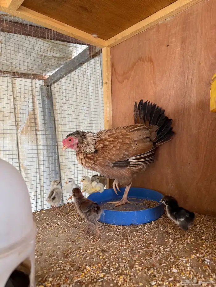 دجاجه مفرخه عليها 9 فروخ 2