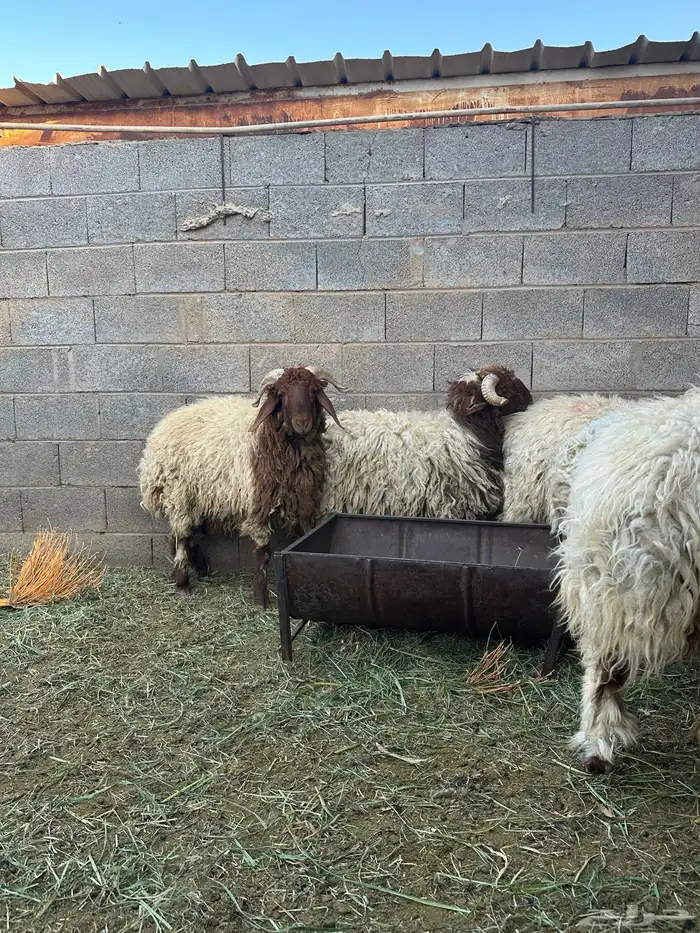 خرفان نعيمي ارخص سعر 6