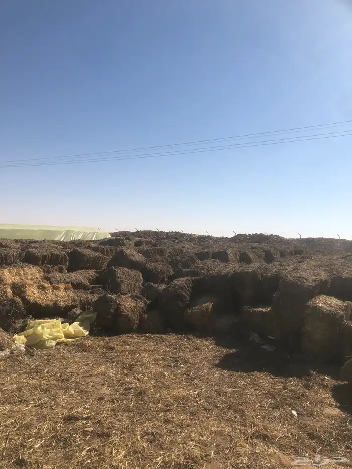 علف بلوبنك صافي حويل 5