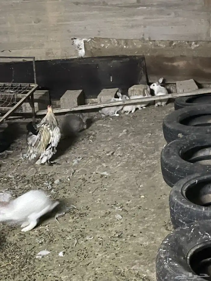 ارانب للبيع 5