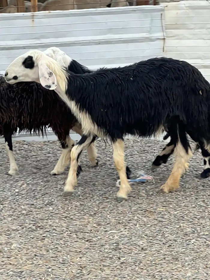 ضان حجريات صنف 17