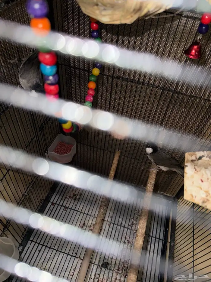 للبيع طيور بلابل و كراون كوكتيل كلهم جوز 0