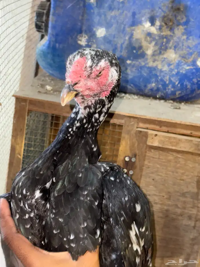 دجاجة للبيع 4