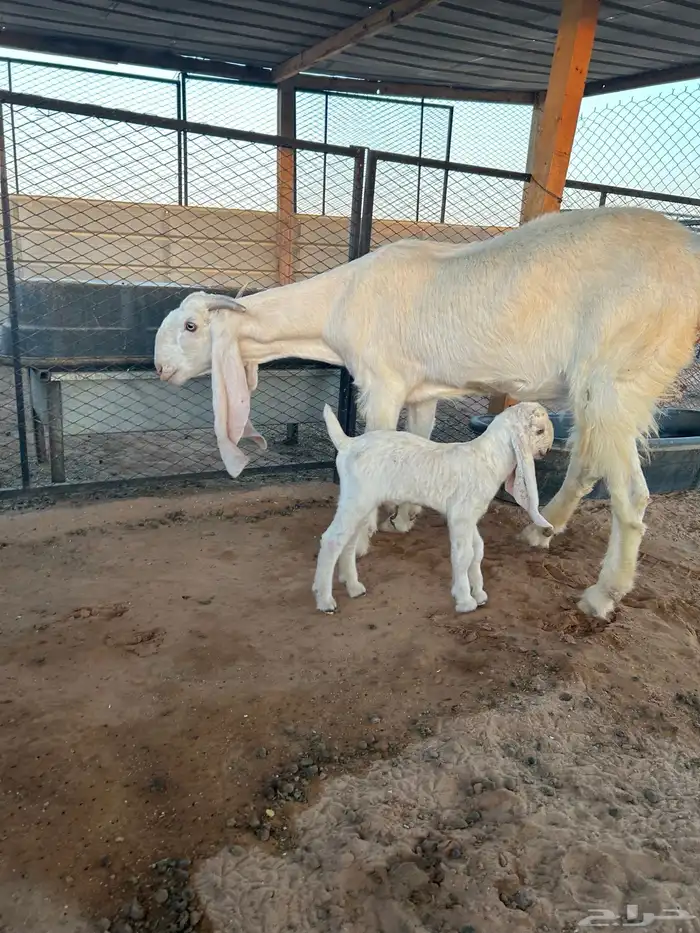 عنز مطوره رباع 0