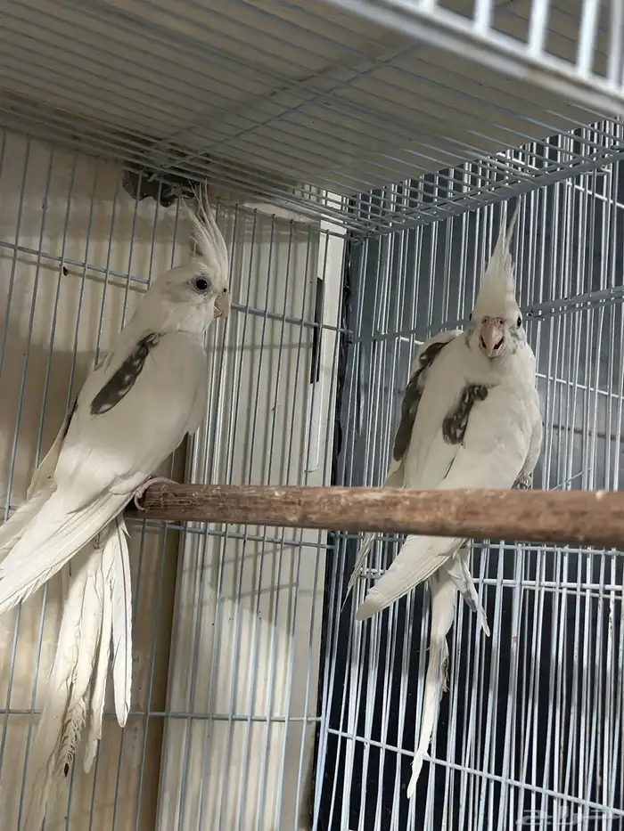 كروان هافي بايد 0