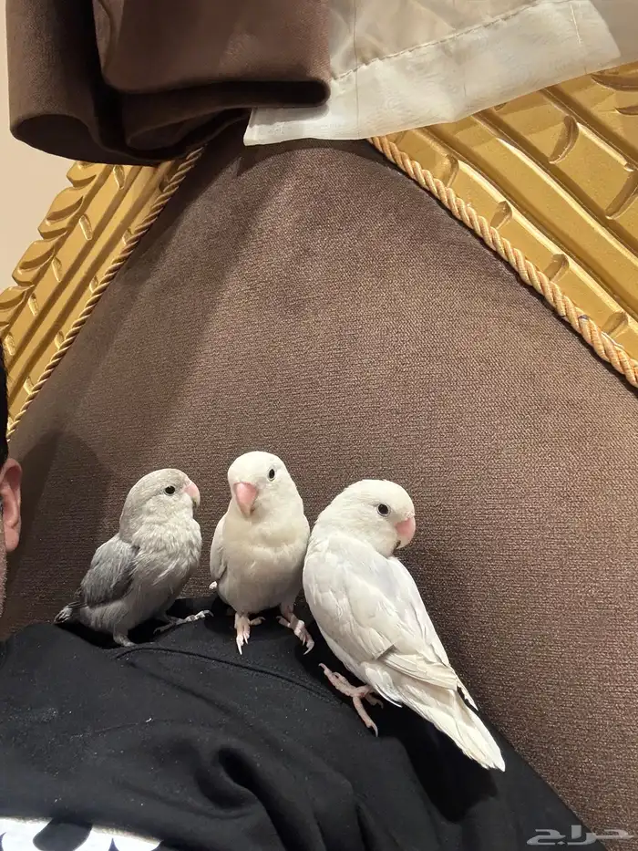 فروخ روز أليفه 24