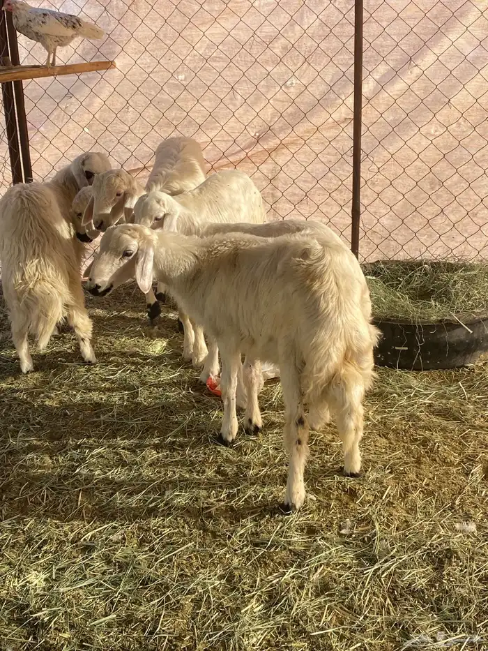 خرفان للبيع 1