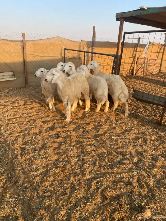 طليان ذبايح ثلاجة 2