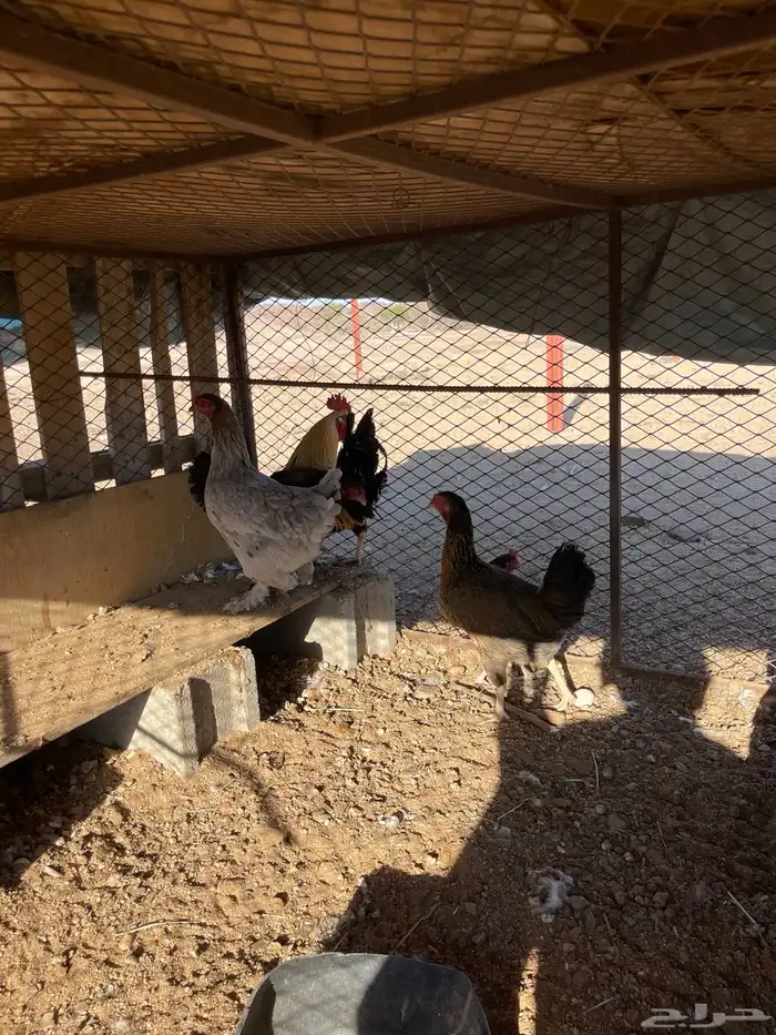 دجاج بلدي وبراهما 2