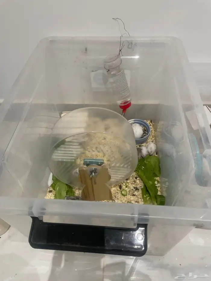 هامستر روسي منتج 0