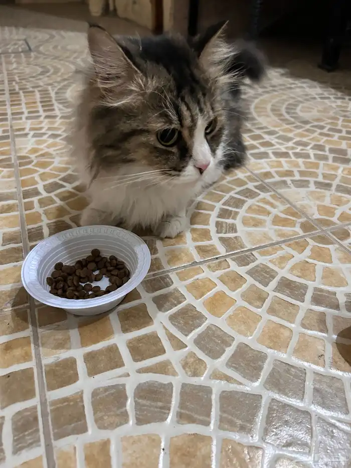 قط ضايع في الشارع مدري وش جنسه اليف تواصل اذا تعرف راعيه 3