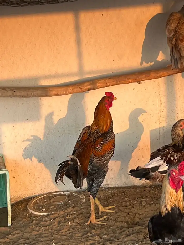 ديوك الموقع المظيلف 0