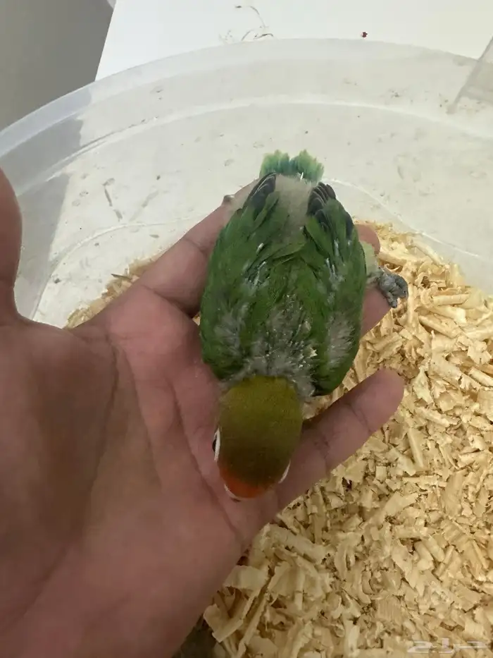 للبيع فيشر غر ب 50 و 70 تم البيع 4